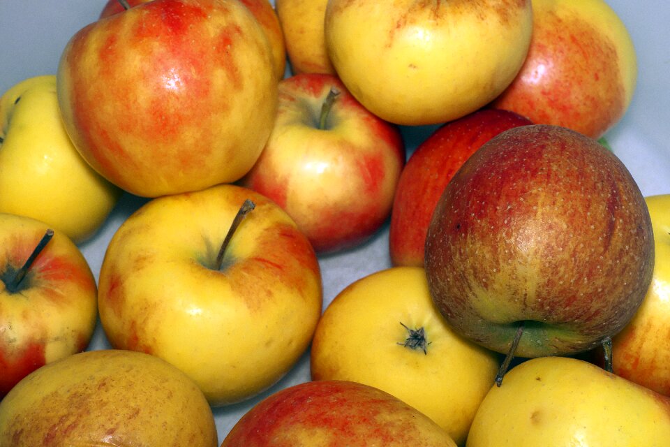 Culture of apple malus äppel