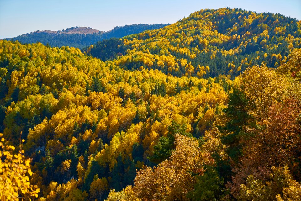 Autumn forest yellow