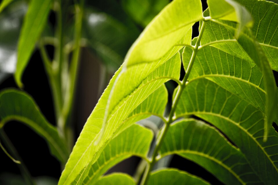 Nature green green leaves