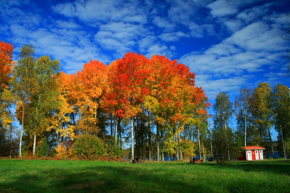 Sweden autumn flower nature