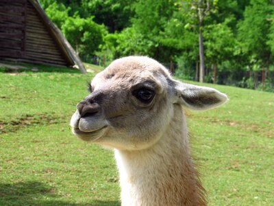 Animal zoo
