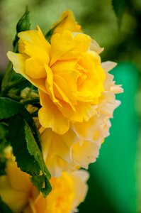 Bloom rose blooms rose bloom