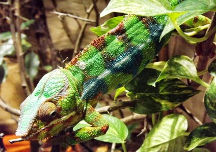Reptile green lizard photo
