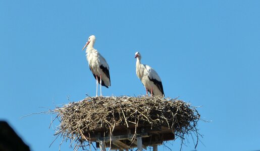 Storks nest roof photo