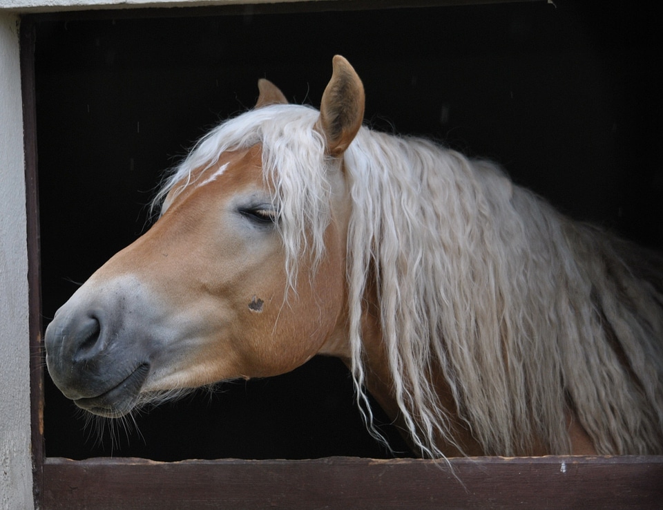 Long mane horse head animal