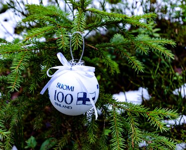Nature christmas tree conifer