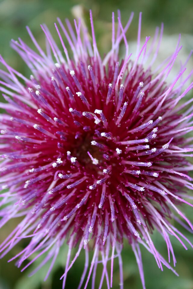 Bloom thistle flower close up photo