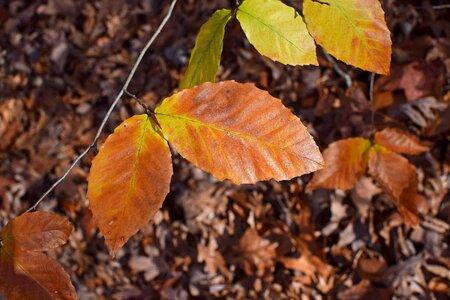 Leaves foliage autumn