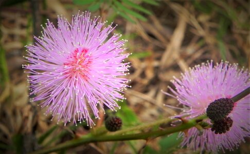 Nature life