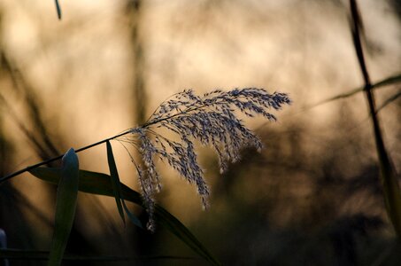 Grasses plant backlighting