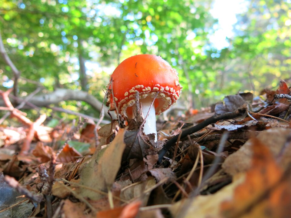 Fly agaric amanita muscaria toxic