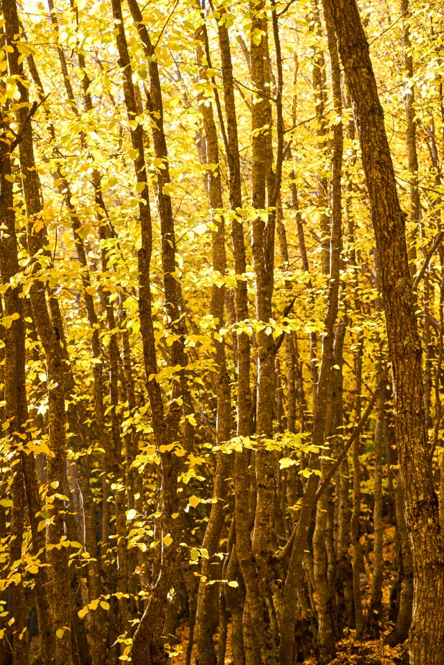 Nature beautiful background