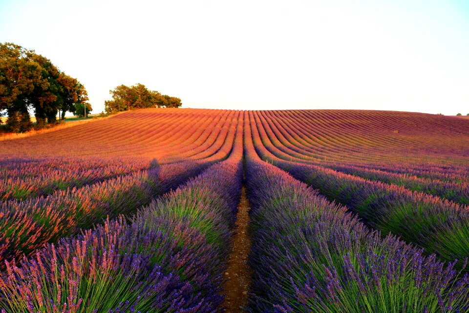 Lavender light sky