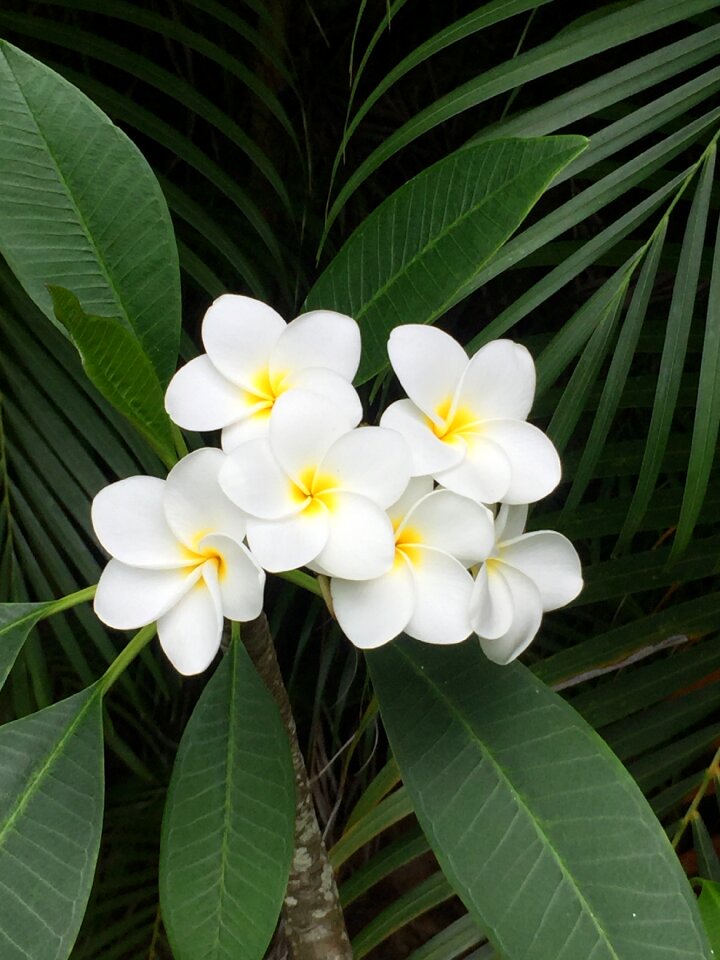 Blooming tropical floral