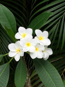 Blooming tropical floral photo