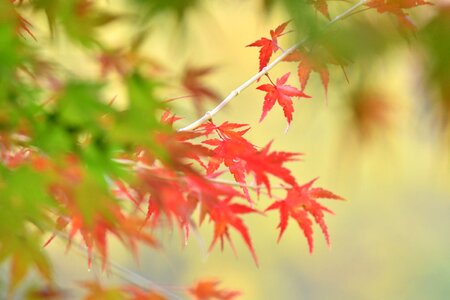 Autumnal leaves maple autumn