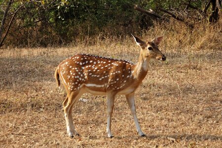 Female axis axis deer photo