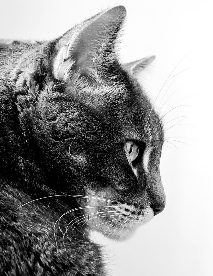 Felines animal animals