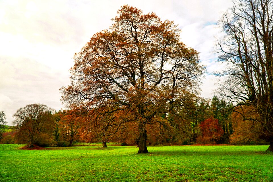 Fall nature leaves