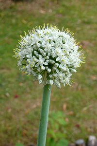 Vegetable garden agriculture flowering