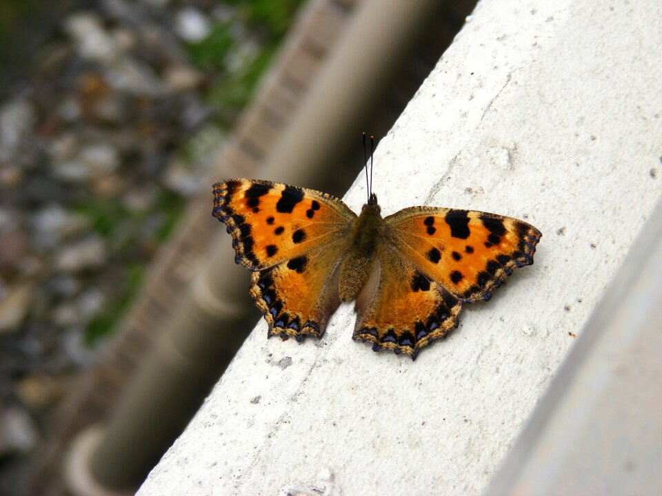 Butterfly sun spread