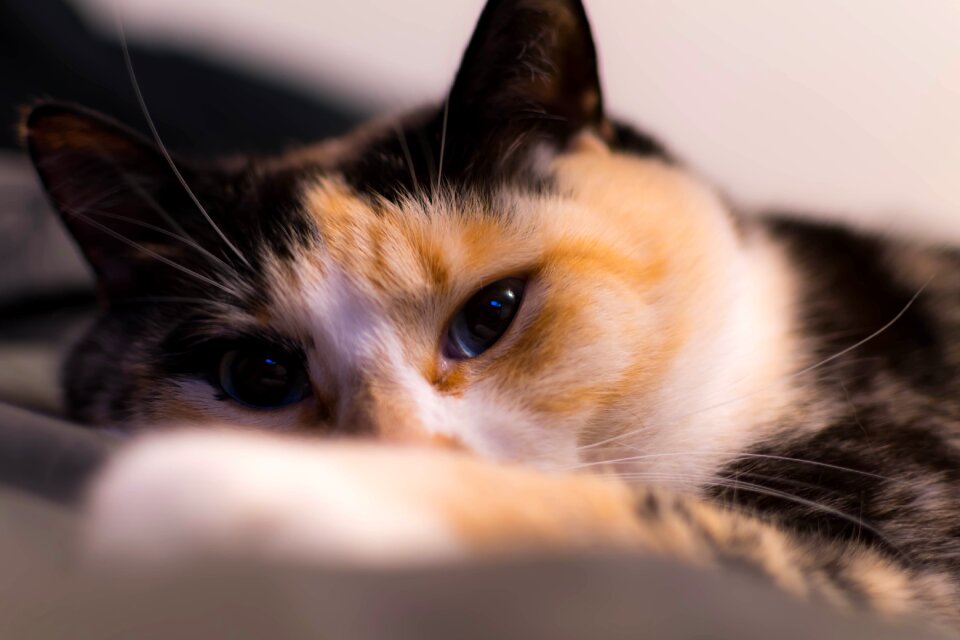 Pet domestic fur