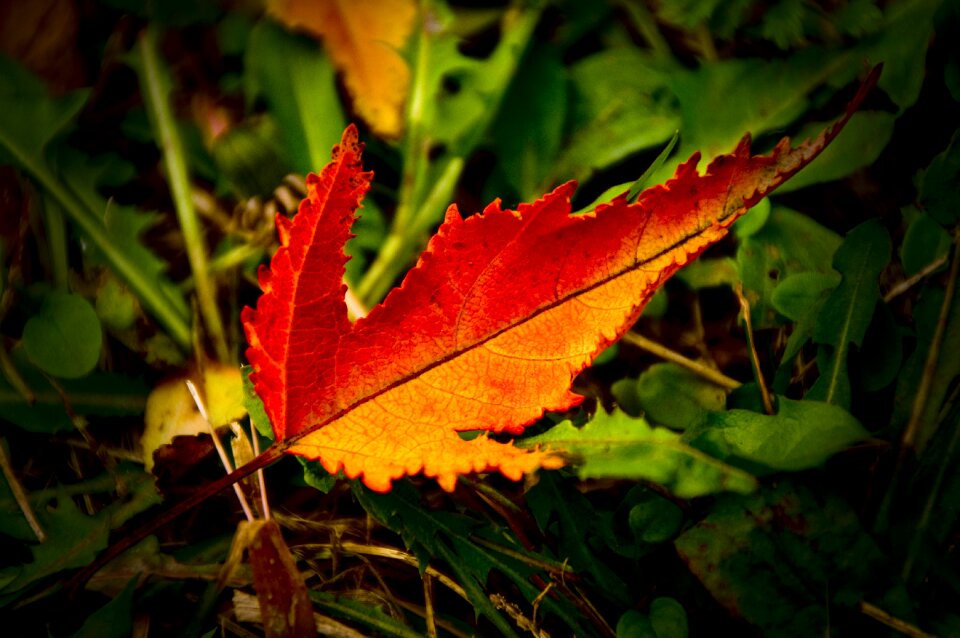 Rather critical akiba autumn