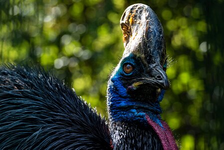 Animal feather bill photo