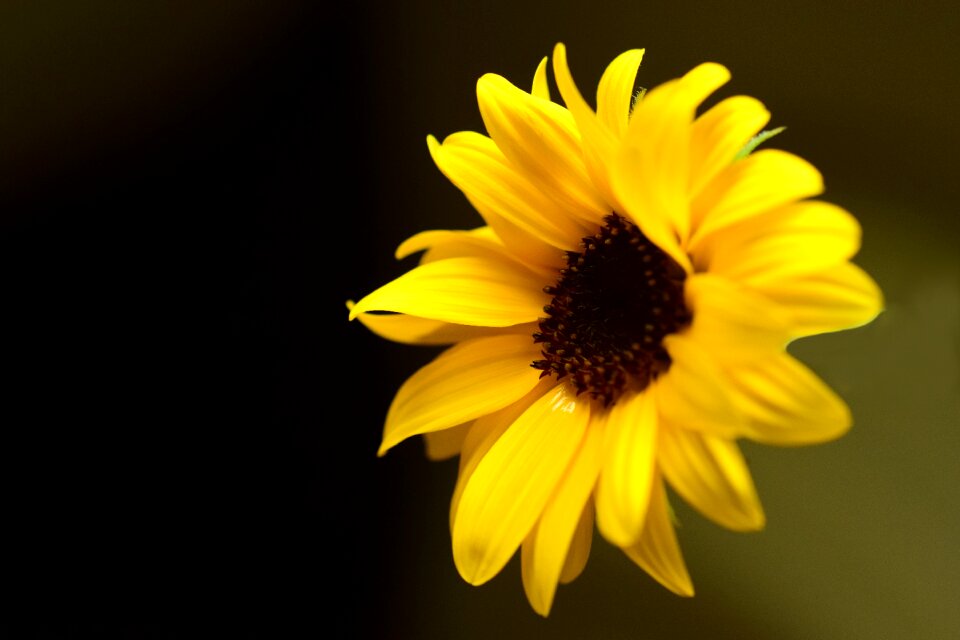 Yellow yellow flower beautiful