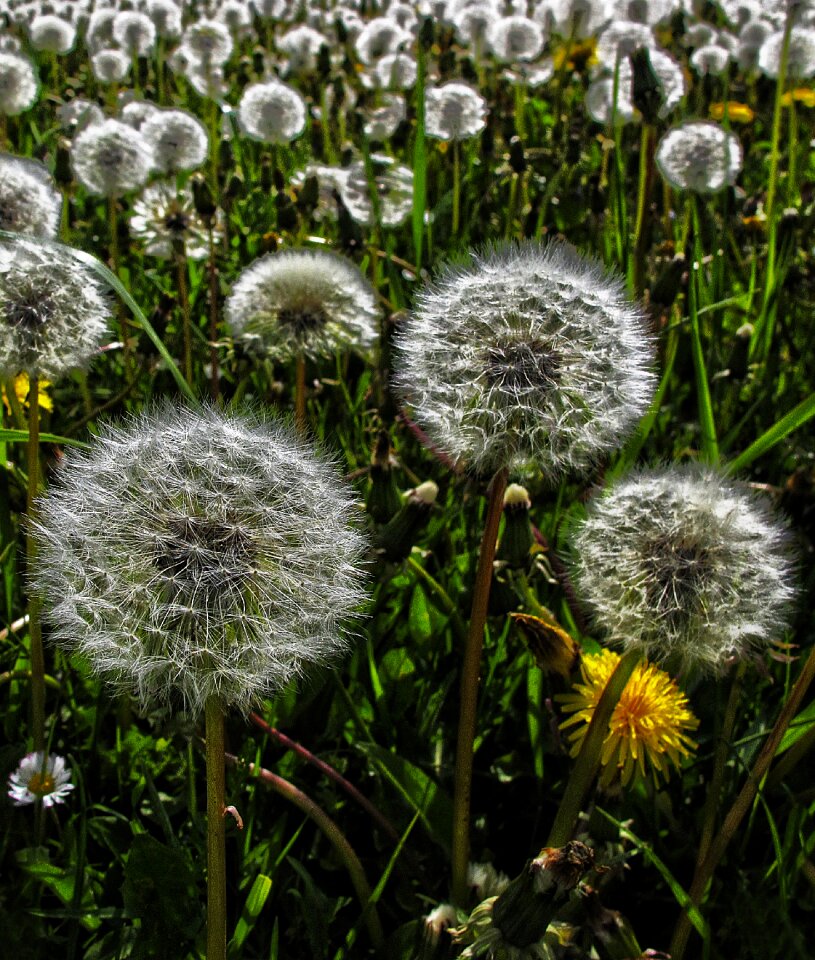 Infructescence common dandelion taraxacum sect