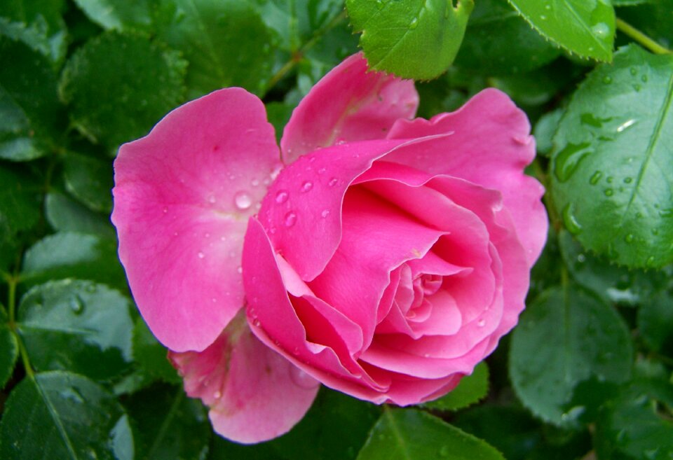 Rose pink flower flower garden