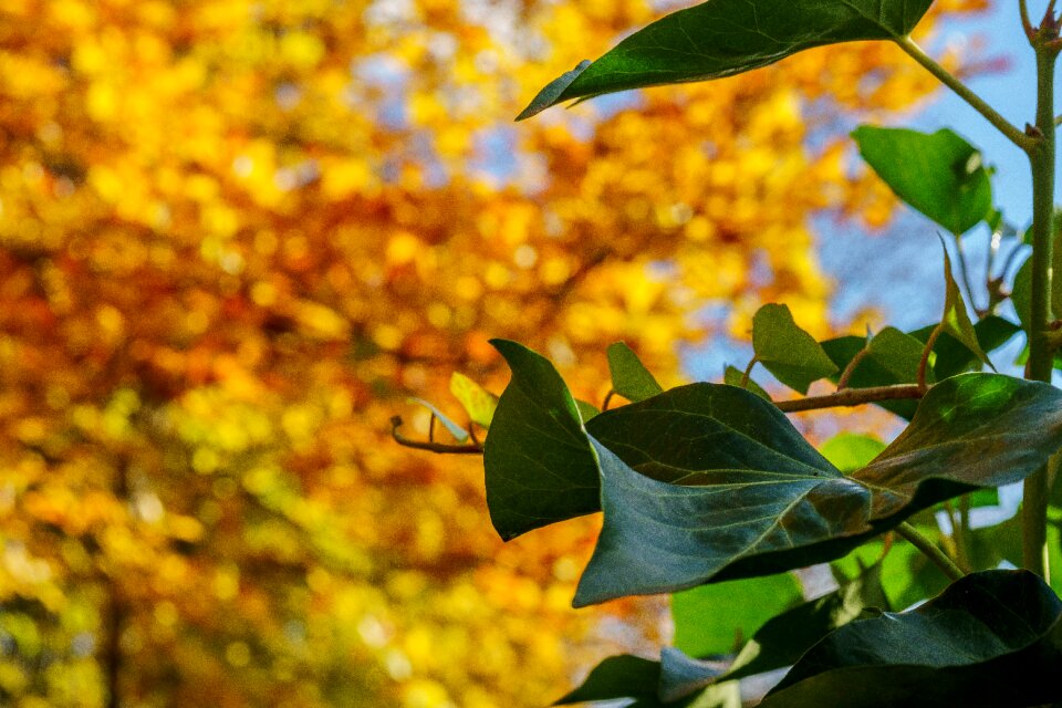 Sun golden autumn leaves