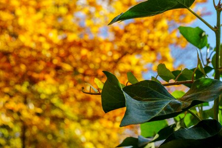 Sun golden autumn leaves photo