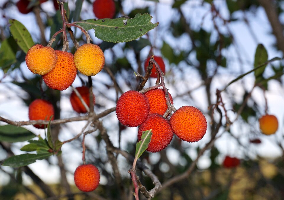 Plants nature red