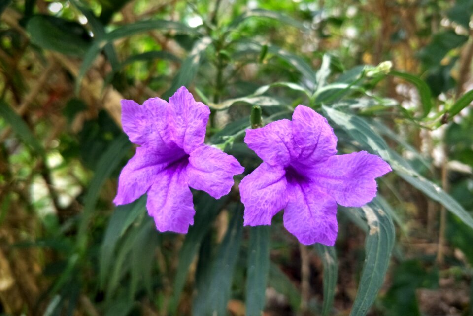 Purple nature autumn leaves