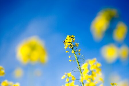 The cultivation of yellow yellow fields