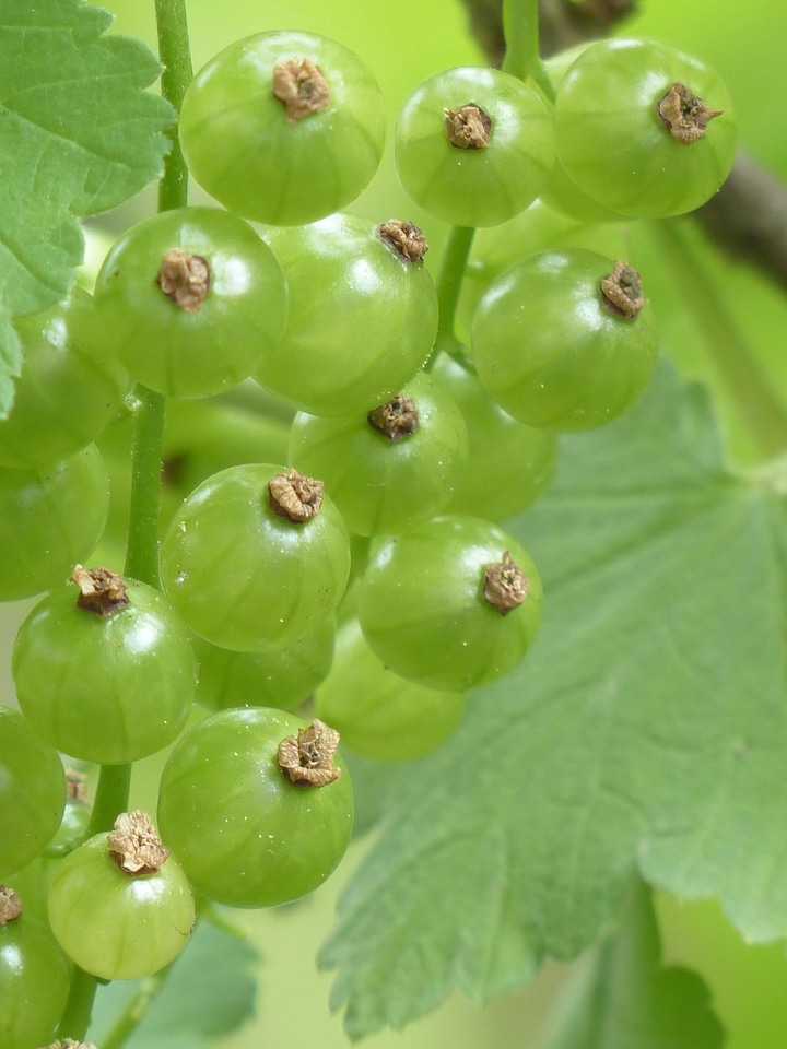 Bush ribes rubrum garden currant