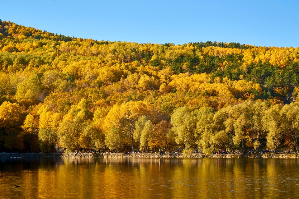 Autumn forest yellow