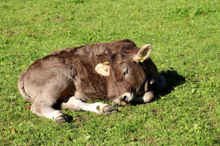 Animal ballenberg green cow photo