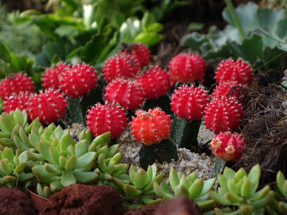 Houseplant soil desert