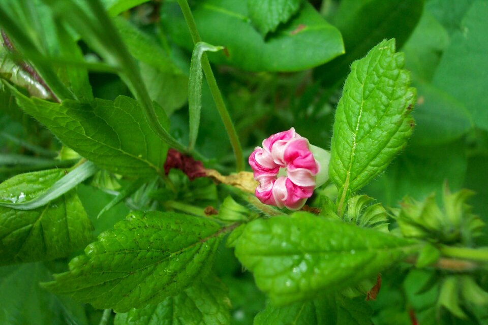 Green nature plants