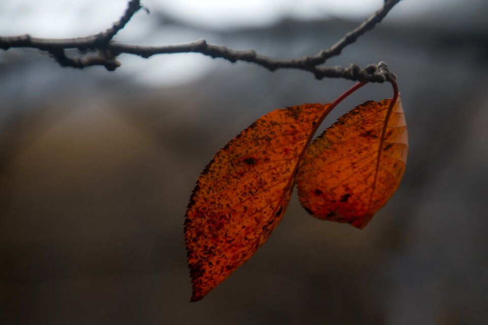 Autumn leaves autumn leaves