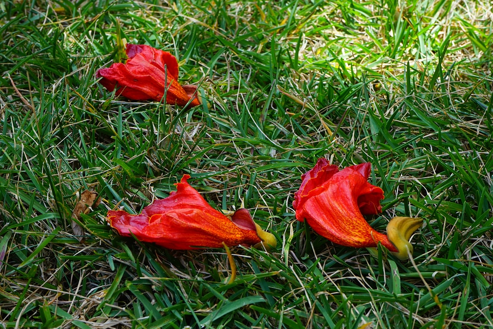 Spathodea campanulata bignoniaceae plants bignoniaceae