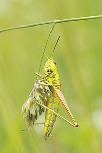 Grasshopper insect macro photo