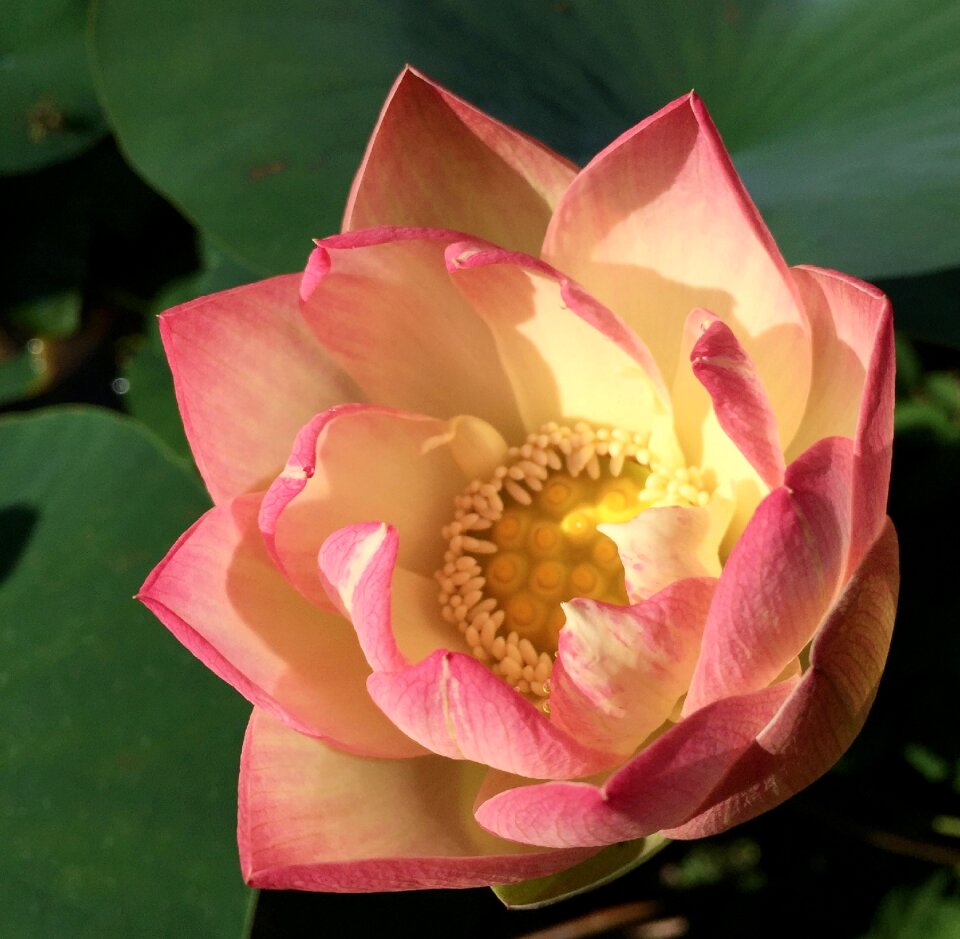 Bloom lotus blossom aquatic plant