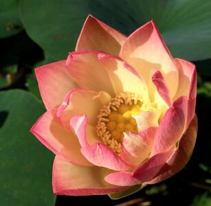 Bloom lotus blossom aquatic plant
