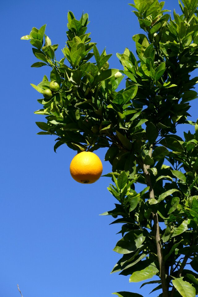 Sap vitamins nature