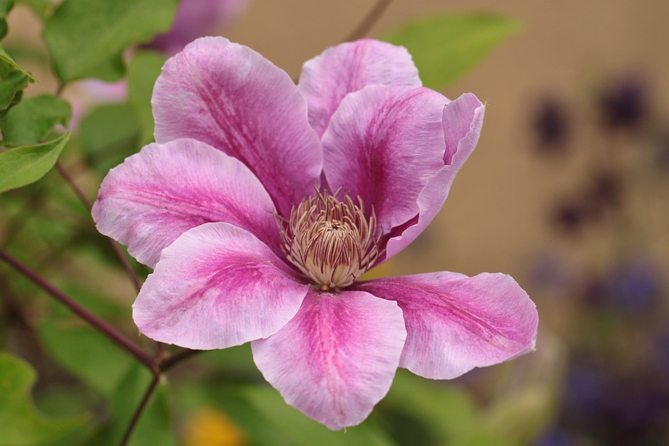 Bloom flowers flower