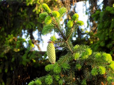 Conifer spruce scratchy photo
