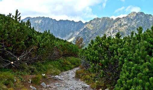 Mountain pine trail nature photo